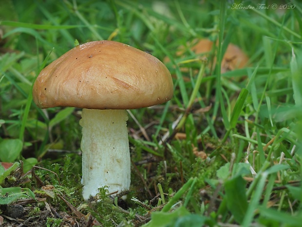 masliak zrnitý Suillus granulatus (L.) Roussel