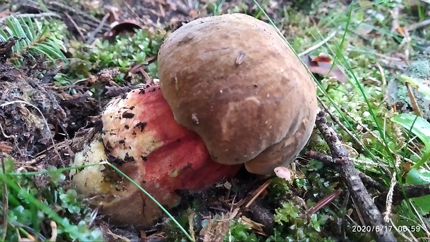 hríb zrnitohlúbikový Sutorius luridiformis (Rostk.) G. Wu & Zhu L. Yang