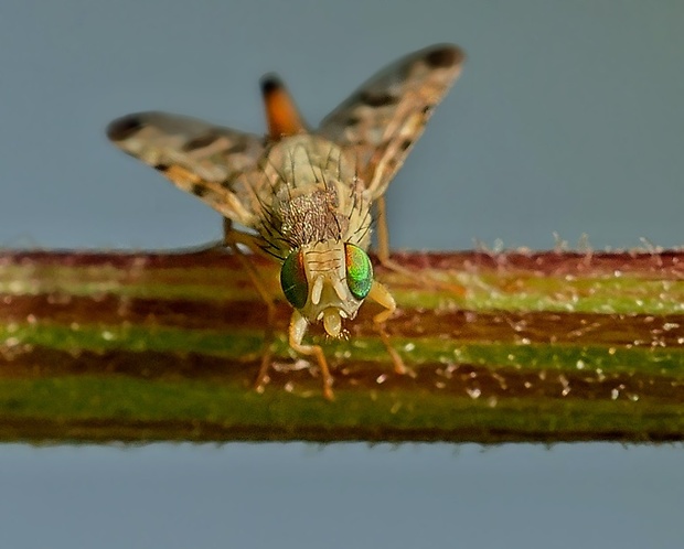 vrtivka Trypeta artemisiae ♀