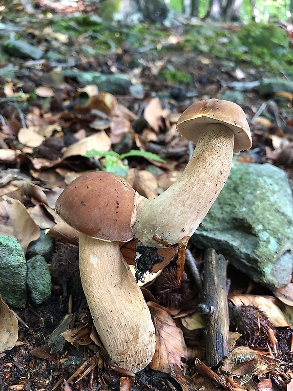 hríb dubový Boletus reticulatus Schaeff.