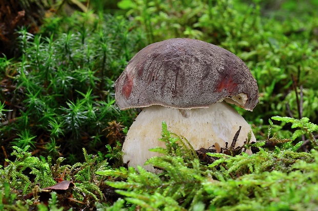 hríb sosnový Boletus pinophilus Pil. et Dermek in Pil.