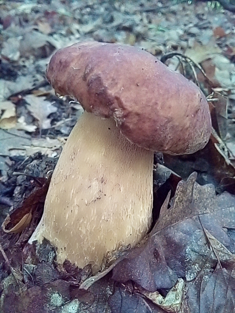 hríb dubový Boletus reticulatus Schaeff.