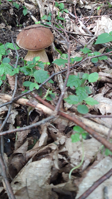 hríb dubový Boletus reticulatus Schaeff.