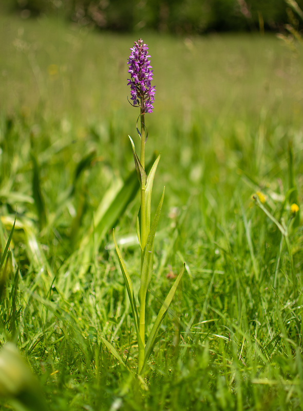 vstavačovec strmolistý pravý Dactylorhiza incarnata subsp. incarnata (L.) Soó