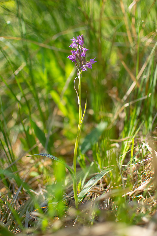 vstavačovec májový pravý Dactylorhiza majalis subsp. majalis (Reincherb.) Hunt & Summerh.