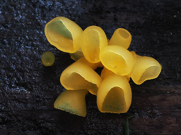 trasľavka pohárikovitá Guepiniopsis buccina (Pers.) L.L. Kenn.