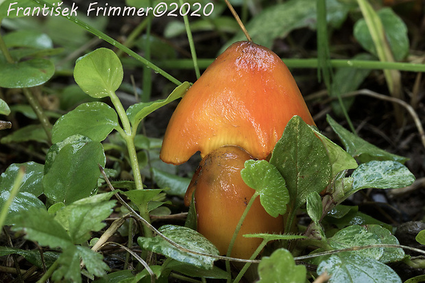 lúčnica kužeľovitá Hygrocybe conica (Schaeff.) P. Kumm.