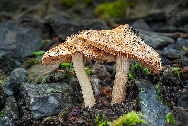 vláknica Inocybe bresadolae Massee