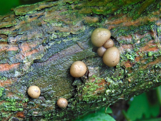 vlčinka Lycogala sp.