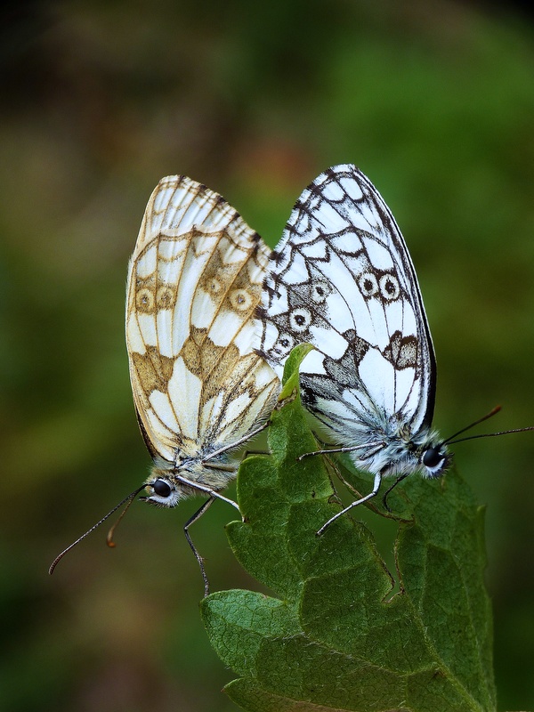 očkáň timotejkový Melanargia galathea