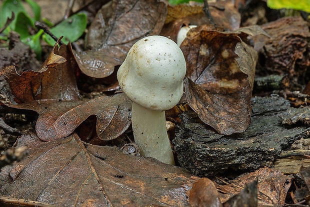 pečiarka páchnuca Agaricus xanthodermus Genev.