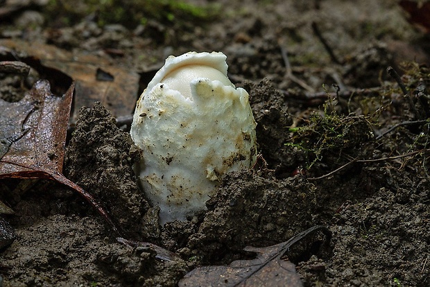 muchotrávka pošvatá biela Amanita vaginata var. alba Gillet