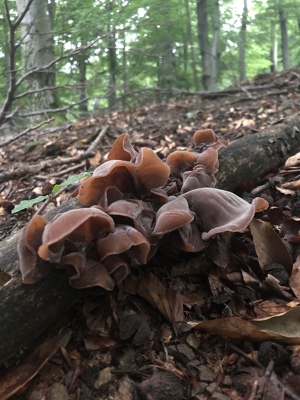 uchovec bazový Auricularia auricula-judae (Bull.) Quél.