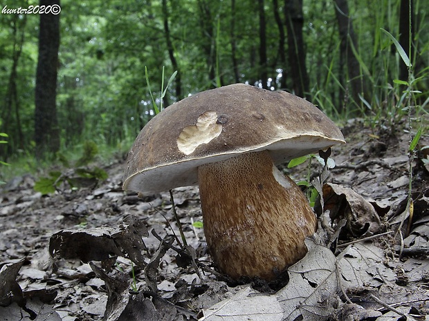 hríb bronzový Boletus aereus Bull. ex Fr.