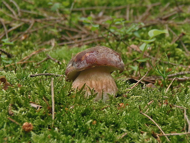 hríb sosnový Boletus pinophilus Pil. et Dermek in Pil.