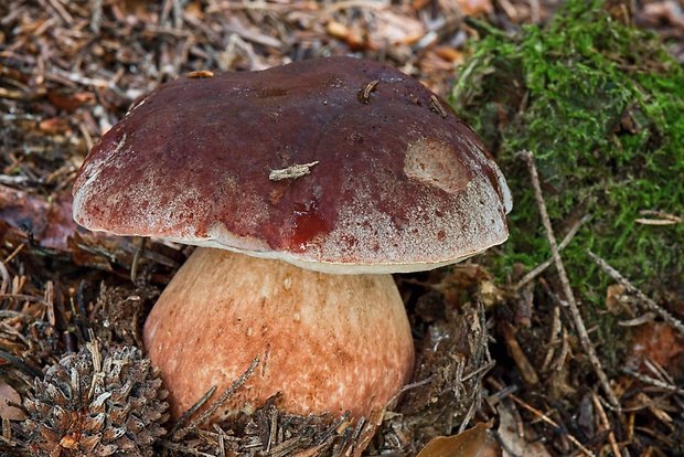 hríb sosnový Boletus pinophilus Pil. et Dermek in Pil.