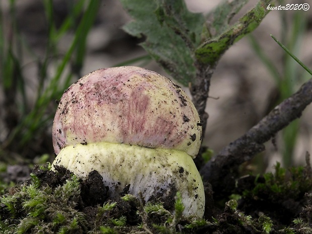 hríb kráľovský Butyriboletus regius (Krombh.) D. Arora & J.L. Frank