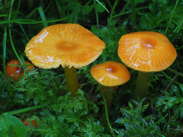 lúčnica hlienistá Hygrocybe glutinipes (J.E. Lange) R. Haller Aar.