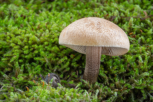 vláknica hnedastookrová Inocybe melanopus D.E. Stuntz