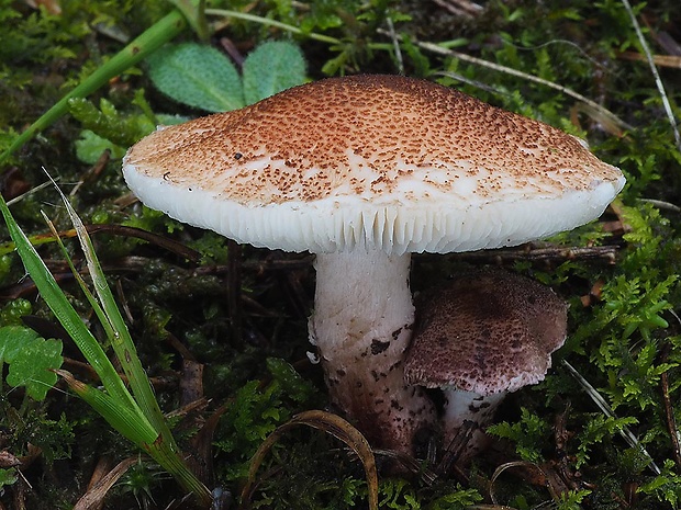 bedlička hnedoružová Lepiota brunneoincarnata Chodat & C. Martín