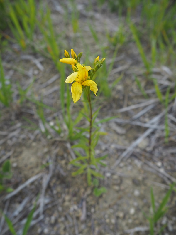 ľan žltý Linum flavum L.