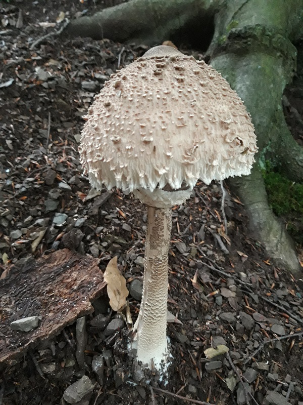 bedľa vysoká Macrolepiota procera (Scop.) Singer