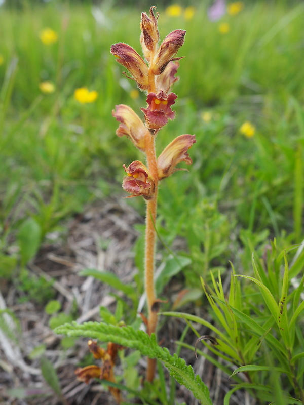 záraza útla Orobanche gracilis Sm.