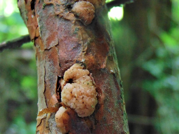 rôsolovka priesvitná Tremella encephala Willd.