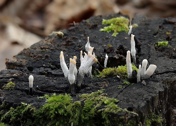 drevnatec parohatý Xylaria hypoxylon (L.) Grev.