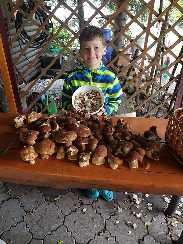 hríb dubový Boletus reticulatus Schaeff.