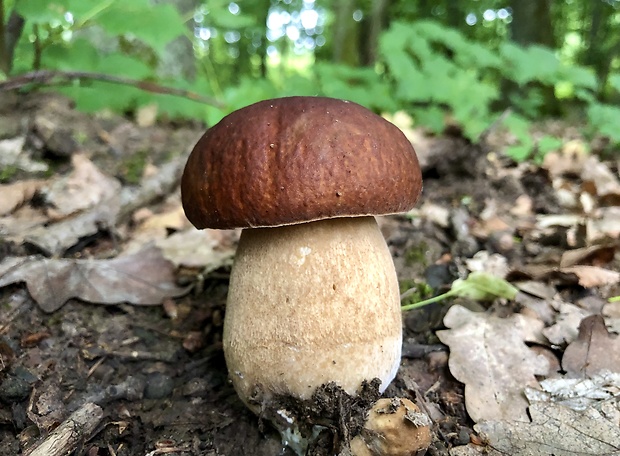 hríb dubový Boletus reticulatus Schaeff.