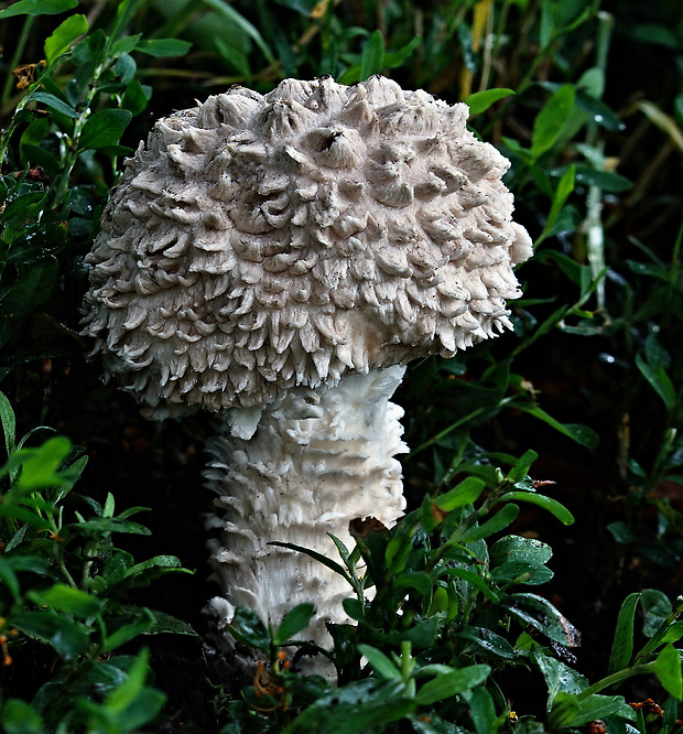 muchotrávka Vittadiniho Amanita vittadinii (Moretti) Vittad.