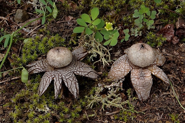 hviezdovec vlahojavný Astraeus hygrometricus (Pers.) Morgan