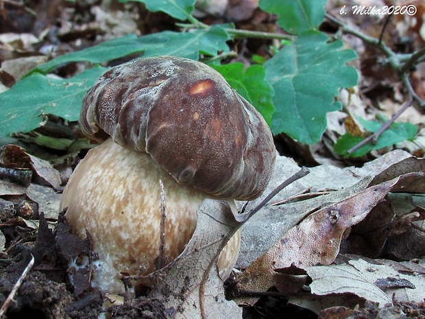 hríb bronzový Boletus aereus Bull. ex Fr.