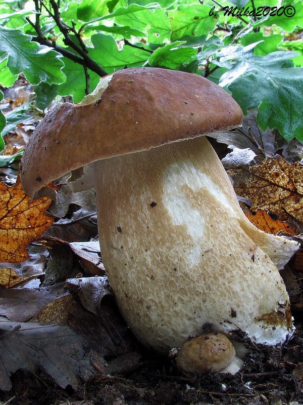 hríb dubový Boletus reticulatus Schaeff.