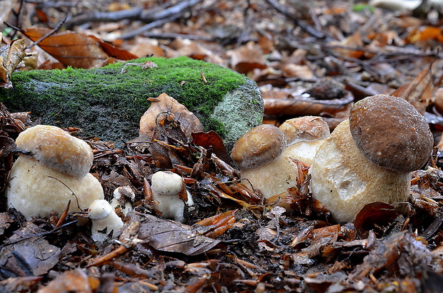 hríb dubový Boletus reticulatus Schaeff.