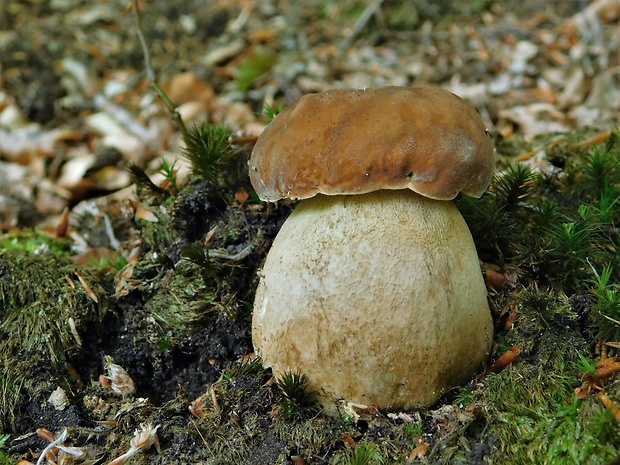 hríb dubový Boletus reticulatus Schaeff.