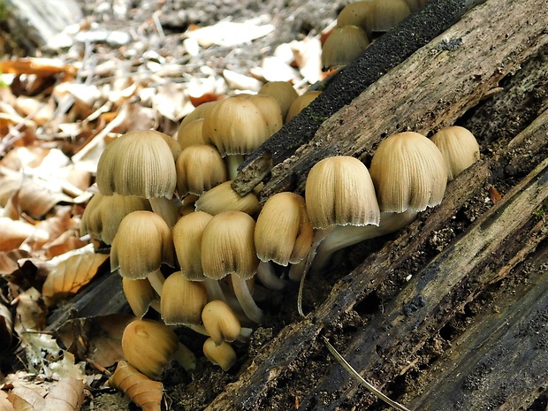 hnojník ligotavý Coprinellus micaceus (Bull.) Vilgalys, Hopple & Jacq. Johnson