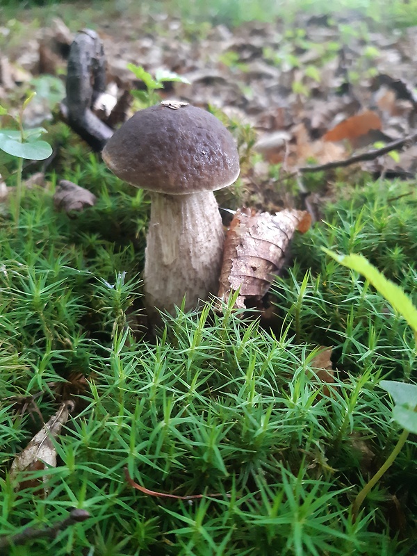 kozák hrabový Leccinum pseudoscabrum (Kallenb.) Šutara