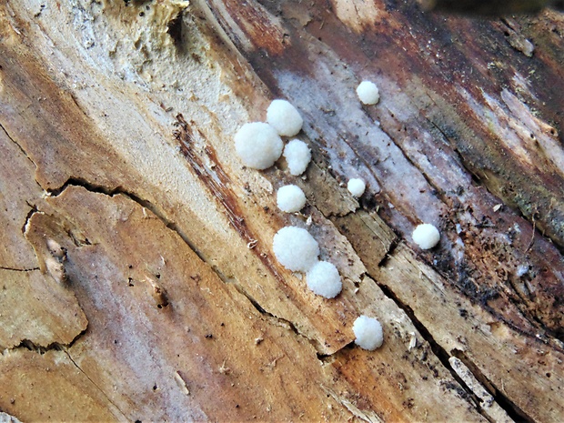 slizovka Myxomycetes