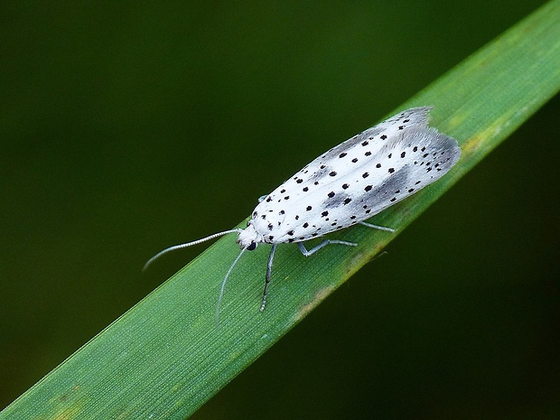 priadzovec slivkový Yponomeuta irrorella