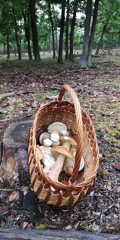 hríb dubový Boletus reticulatus Schaeff.