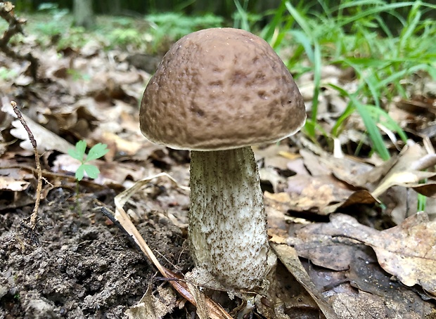 kozák hrabový Leccinum pseudoscabrum (Kallenb.) Šutara