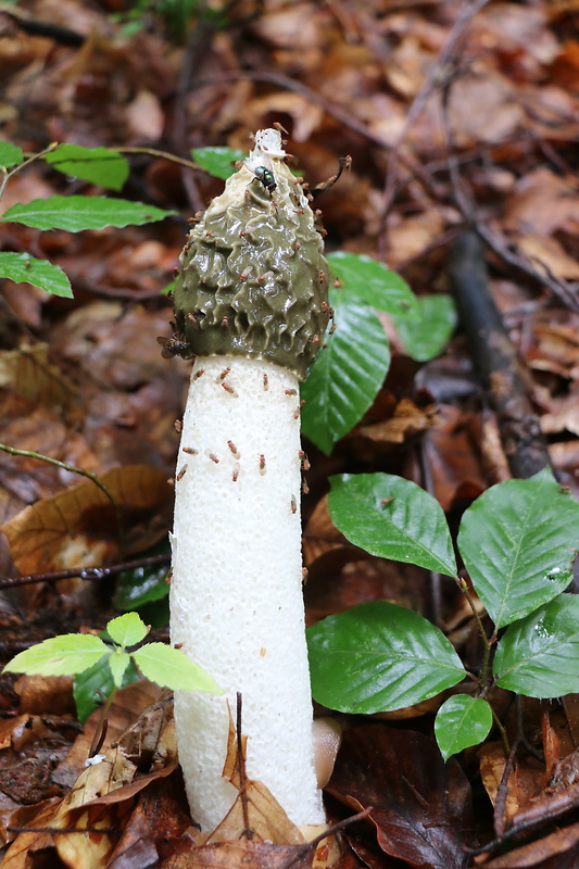 hadovka smradľavá Phallus impudicus L.