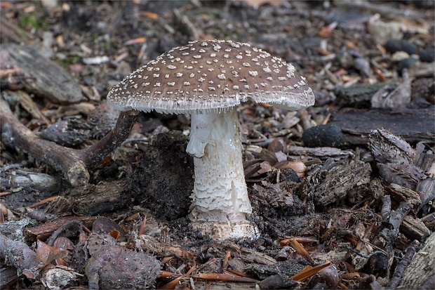 muchotrávka hrubá Amanita excelsa (Fr.) Bertill.