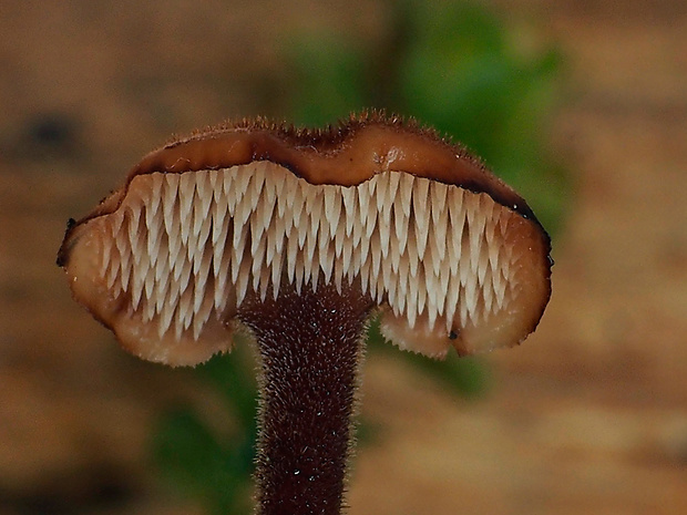 lopatovka obyčajná Auriscalpium vulgare Gray