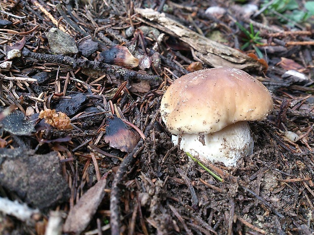 hríb smrekový Boletus edulis Bull.