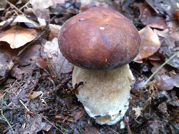 hríb dubový Boletus reticulatus Schaeff.