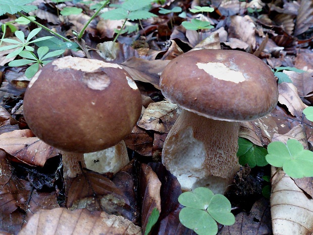 hríb dubový Boletus reticulatus Schaeff.