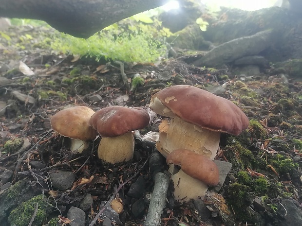 hríb dubový Boletus reticulatus Schaeff.